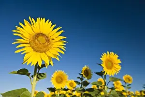 Sun Flower Prints: France, Provence, Valensole. Sunflowers stand tall against a blue sky