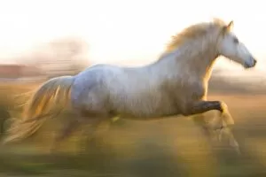 Images Dated 16th March 2007: France, Provence. White Camargue horse running. Credit as: Jim Zuckerman / Jaynes