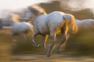 Highlight Prints: France, Provence. White Camargue horses highlighted by sunlight while running. Credit as