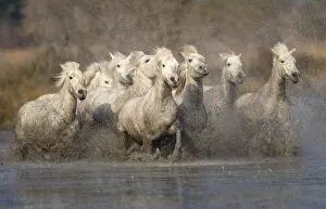 Images Dated 17th March 2007: France, Provence. White Camargue horses running through muddy water. Credit as: Jim