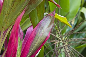 France, Reunion Island, East Reunion, Piton Ste-Rose, Leaves of the Croton plant