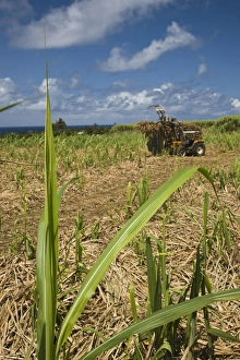 Images Dated 9th October 2008: France, Reunion Island, South Reunion, St-Philippe, sugar cane field