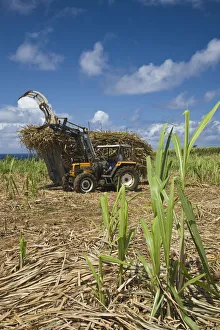 Images Dated 9th October 2008: France, Reunion Island, South Reunion, St-Philippe, sugar cane field