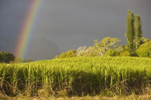 Images Dated 4th October 2008: France, Reunion Island, St-Andre, Cirque de Salazie, Sugar Cane Field with Rainbow