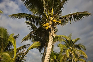 Images Dated 3rd October 2008: France, Reunion Island, St-Gilles-Les-Bains, palm tree