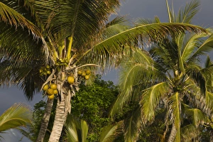 Images Dated 3rd October 2008: France, Reunion Island, St-Gilles-Les-Bains, palm tree