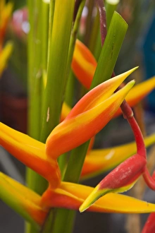 Images Dated 3rd October 2008: France, Reunion Island, St-Paul, Seafront Market, Heliconia Flower, heliconia bihai