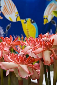France, Reunion Island, St-Paul, Seafront Market, Torch Ginger, amomum magnificum