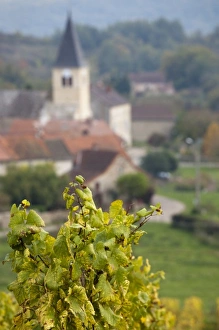 Images Dated 13th October 2010: France, Saone-et-Loire Department, Burgundy Region, Maconnais Area, Ozenay, village