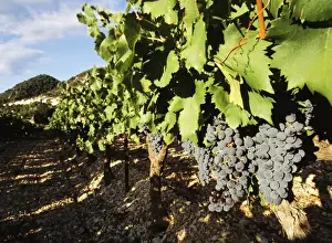 Bunch Prints: France, Seguret, Vaucluse, Provence-Alpes-Cote d Azur, Grapes in vineyard, close-up