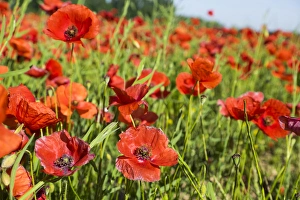 Images Dated 12th May 2015: France, Southern France, poppy fields near St. Remy, Provence