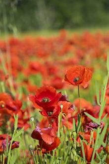 Images Dated 12th May 2015: France, Southern France, poppy fields near St. Remy, Provence
