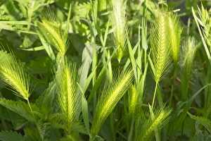 Images Dated 11th May 2015: France, Southern France, St. Remy fields, wheat