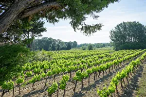 Provence Prints: France, St. Remy, countryside vineyards. Luberon