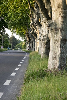 Images Dated 11th May 2015: France, St. Remy, Rural road
