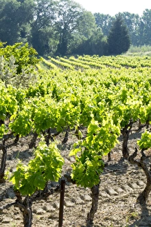 Images Dated 12th May 2015: France, St. Remy, Vineyards. Luberon