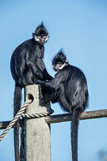 Vietnam Prints: The Francois langur comes from Laos