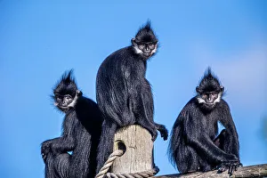 Vietnam Prints: The Francois langur comes from Laos