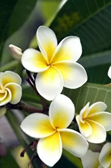 Images Dated 30th December 2005: Frangipani flower Cook Islands
