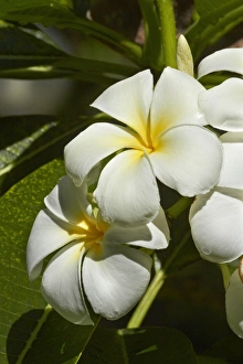 Images Dated 19th October 2011: Frangipani flowers (Plumeria), Nadi, Viti Levu, Fiji, South Pacific