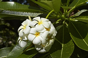Fragrant Prints: Frangipani flowers (Plumeria), Nadi, Viti Levu, Fiji, South Pacific