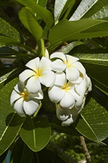 Images Dated 19th October 2011: Frangipani flowers (Plumeria), Nadi, Viti Levu, Fiji, South Pacific