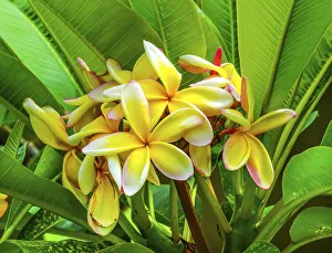 Oceania Prints: Frangipani plumeria, Moorea, Tahiti, French Polynesia