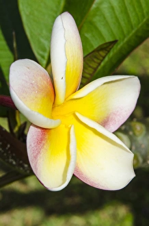 Hawaii Prints: Frangipani (Plumeria) in Na `Aina Kai Botanical Gardens & Sculpture Park, Kauai, Hawaii