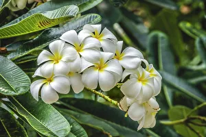Shrub Prints: Frangipani plumeria, Waikiki, Honolulu