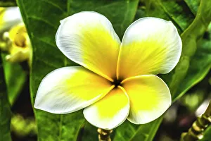 Shrub Prints: Frangipani plumeria, Waikiki, Honolulu