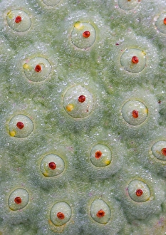 Images Dated 23rd July 2005: Franklin NC, Perrs Water Garden, Seedcase of lotus flower with dew