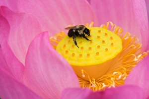 Images Dated 23rd July 2005: Franklin NC, Perrys Water Garden, Center od lotus blossom with bee