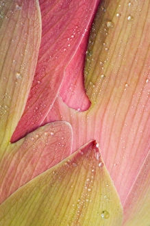 Images Dated 24th July 2005: Franklin NC, Perrys Water Garden, Abstract of lotus flower petals