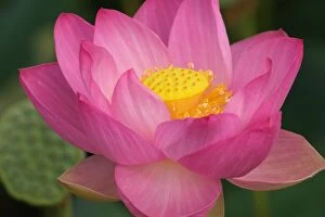 Images Dated 23rd July 2005: Franklin NC, Perrys Water Garden, Lotus blossom