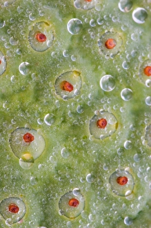 Images Dated 23rd July 2005: Franklin NC, Perrys Water Gardens, seed case of lotus flower with dew