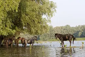 Biosphere Reserve Prints: The free roaming horses of Maliuc. In the Delta horses roam free and sometimes are