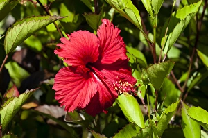 Images Dated 22nd November 2012: Fregate Island, Seychelles