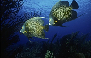Images Dated 19th January 2011: French Angel Fish, John Pennekamp State Park, Florida Keys, Key West, Florida