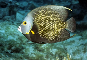 French angelfish Caribbean
