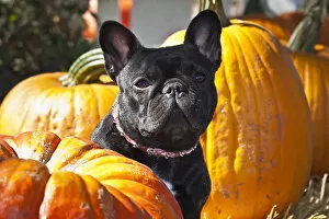 A French Bulldog sitting between a row of pumpkins