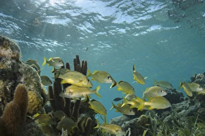 French Grunt (Haemulon flavolineatum), Halfmoon Caye, Lighthouse Reef Atoll, Belize