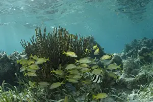 Images Dated 19th May 2015: French Grunt (Haemulon flavolineatum) & Banded Butterflyfish (Chaetodon capistratus)