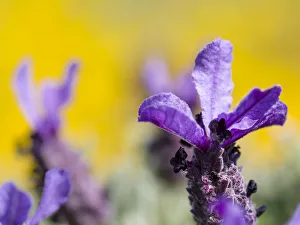 Scent Prints: French Lavender or Spanish Lavender
