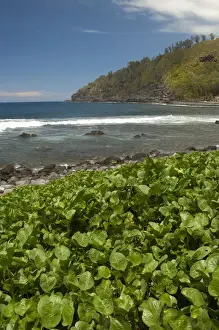 Images Dated 23rd December 2010: French Overseas territory (aka Francais d Outre Mer), Reunion Island