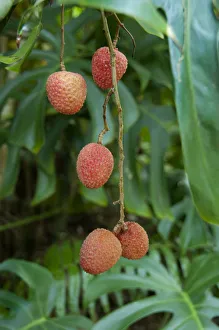 Ripe Prints: French Overseas territory, Reunion Island