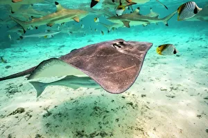 Images Dated 22nd September 2022: French Polynesia, Bora Bora. Black tip reef sharks and stingray