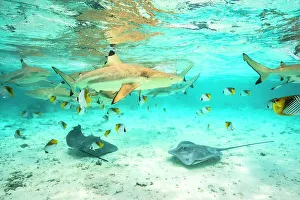 Images Dated 22nd September 2022: French Polynesia, Bora Bora. Black-tip reef sharks and stingrays
