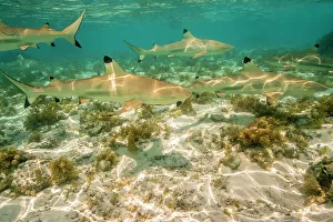 French Polynesia, Bora Bora. Black-tipped reef sharks close-up