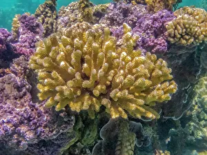 Images Dated 17th October 2022: French Polynesia, Bora Bora. Close-up of coral garden