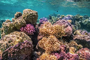 Images Dated 22nd September 2022: French Polynesia, Bora Bora. Close-up of coral garden